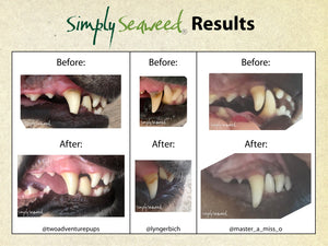 Seaweed dental supplement - for dogs and cats